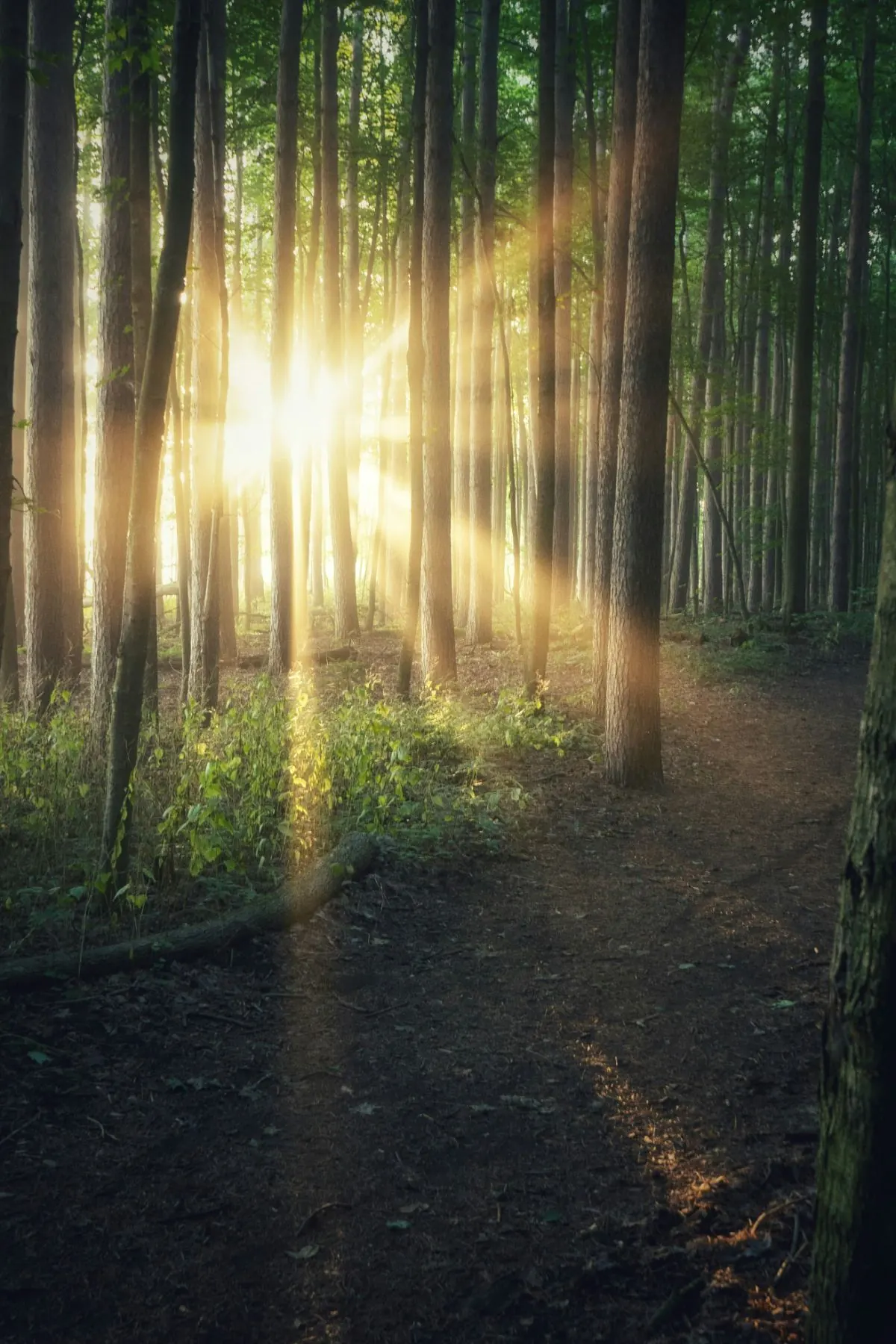 Raios de sol atravessando um bosque